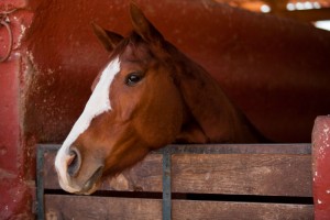 Equine Therapy - Shreveport LA - New Buck Chimney