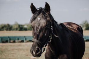 The Warrior Horse Program helps veterans with PTSD and anxiety