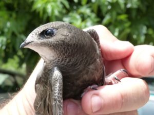 hand holding chimney swift